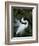 Great Egret Exhibiting Sky Pointing on Nest, St. Augustine, Florida, USA-Jim Zuckerman-Framed Photographic Print
