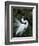 Great Egret Exhibiting Sky Pointing on Nest, St. Augustine, Florida, USA-Jim Zuckerman-Framed Photographic Print