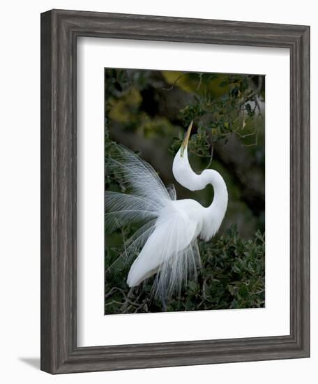 Great Egret Exhibiting Sky Pointing on Nest, St. Augustine, Florida, USA-Jim Zuckerman-Framed Photographic Print