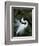 Great Egret Exhibiting Sky Pointing on Nest, St. Augustine, Florida, USA-Jim Zuckerman-Framed Photographic Print