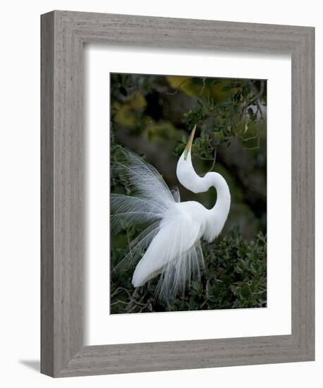 Great Egret Exhibiting Sky Pointing on Nest, St. Augustine, Florida, USA-Jim Zuckerman-Framed Photographic Print