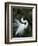 Great Egret Exhibiting Sky Pointing on Nest, St. Augustine, Florida, USA-Jim Zuckerman-Framed Photographic Print