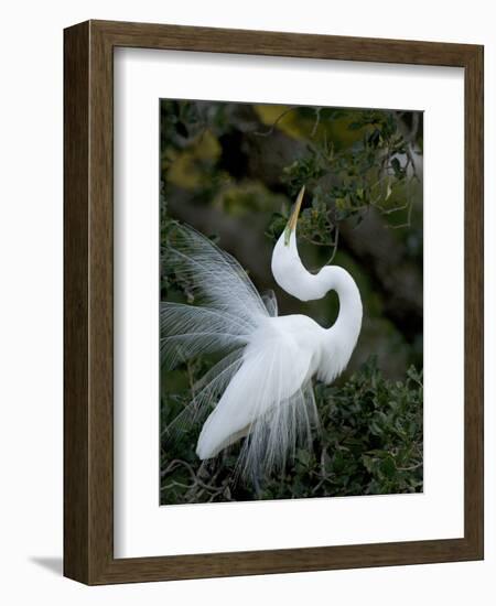 Great Egret Exhibiting Sky Pointing on Nest, St. Augustine, Florida, USA-Jim Zuckerman-Framed Photographic Print