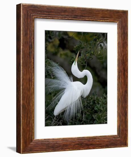 Great Egret Exhibiting Sky Pointing on Nest, St. Augustine, Florida, USA-Jim Zuckerman-Framed Photographic Print