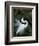 Great Egret Exhibiting Sky Pointing on Nest, St. Augustine, Florida, USA-Jim Zuckerman-Framed Photographic Print