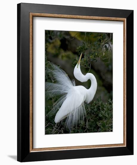 Great Egret Exhibiting Sky Pointing on Nest, St. Augustine, Florida, USA-Jim Zuckerman-Framed Photographic Print