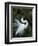 Great Egret Exhibiting Sky Pointing on Nest, St. Augustine, Florida, USA-Jim Zuckerman-Framed Photographic Print