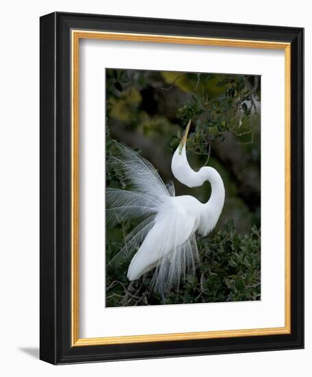 Great Egret Exhibiting Sky Pointing on Nest, St. Augustine, Florida, USA-Jim Zuckerman-Framed Photographic Print