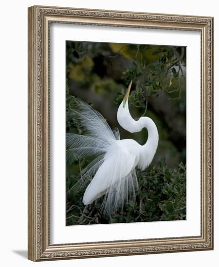 Great Egret Exhibiting Sky Pointing on Nest, St. Augustine, Florida, USA-Jim Zuckerman-Framed Photographic Print