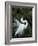 Great Egret Exhibiting Sky Pointing on Nest, St. Augustine, Florida, USA-Jim Zuckerman-Framed Photographic Print