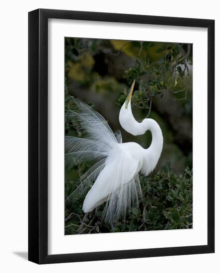 Great Egret Exhibiting Sky Pointing on Nest, St. Augustine, Florida, USA-Jim Zuckerman-Framed Photographic Print