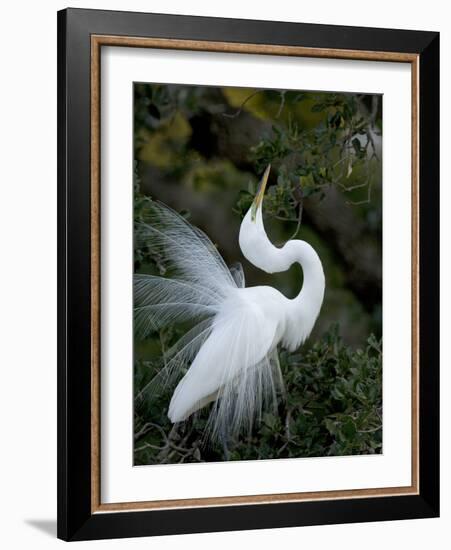 Great Egret Exhibiting Sky Pointing on Nest, St. Augustine, Florida, USA-Jim Zuckerman-Framed Photographic Print