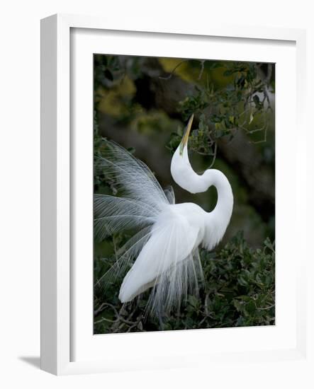 Great Egret Exhibiting Sky Pointing on Nest, St. Augustine, Florida, USA-Jim Zuckerman-Framed Photographic Print