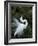 Great Egret Exhibiting Sky Pointing on Nest, St. Augustine, Florida, USA-Jim Zuckerman-Framed Photographic Print