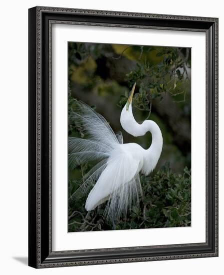 Great Egret Exhibiting Sky Pointing on Nest, St. Augustine, Florida, USA-Jim Zuckerman-Framed Photographic Print