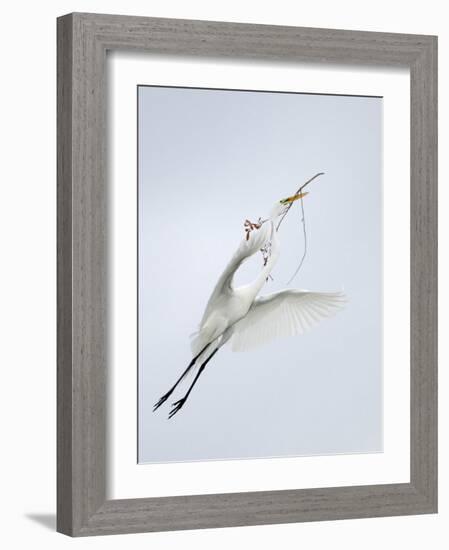 Great Egret Flying with Nesting Material, St. Augustine Alligator Farm, St. Augustine, Florida, USA-Arthur Morris-Framed Photographic Print