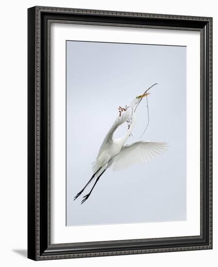 Great Egret Flying with Nesting Material, St. Augustine Alligator Farm, St. Augustine, Florida, USA-Arthur Morris-Framed Photographic Print