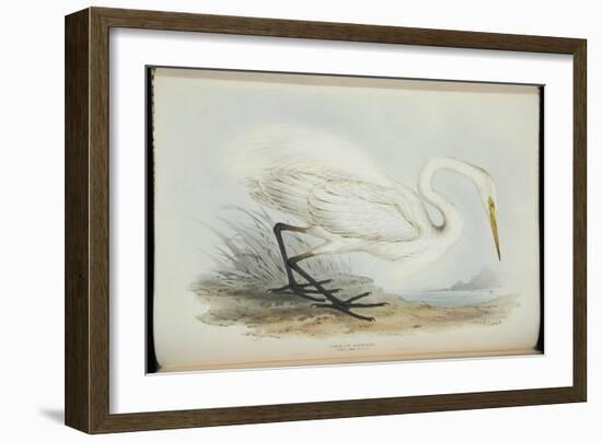 Great Egret, from 'The Birds of Europe' by John Gould, 1837 (Colour Litho)-Edward Lear-Framed Giclee Print