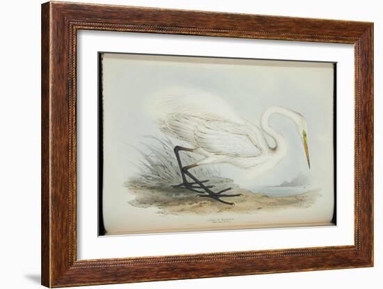 Great Egret, from 'The Birds of Europe' by John Gould, 1837 (Colour Litho)-Edward Lear-Framed Giclee Print