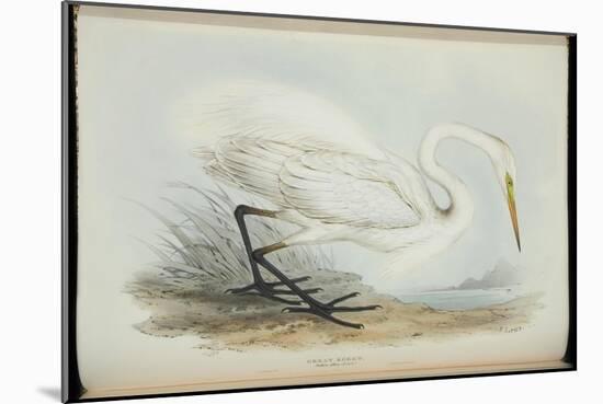 Great Egret, from 'The Birds of Europe' by John Gould, 1837 (Colour Litho)-Edward Lear-Mounted Giclee Print