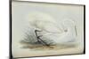 Great Egret, from 'The Birds of Europe' by John Gould, 1837 (Colour Litho)-Edward Lear-Mounted Giclee Print