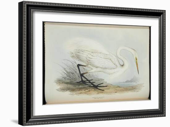 Great Egret, from 'The Birds of Europe' by John Gould, 1837 (Colour Litho)-Edward Lear-Framed Giclee Print