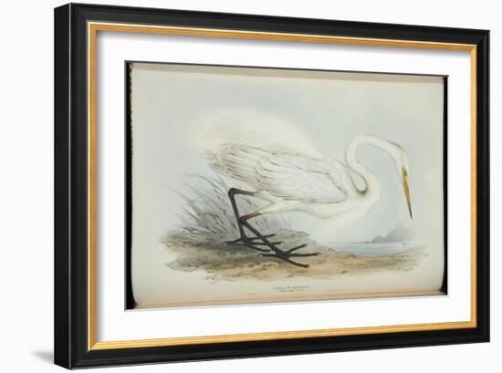 Great Egret, from 'The Birds of Europe' by John Gould, 1837 (Colour Litho)-Edward Lear-Framed Giclee Print