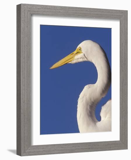 Great Egret, Ft. Myers Beach, Florida-Peter Hawkins-Framed Photographic Print