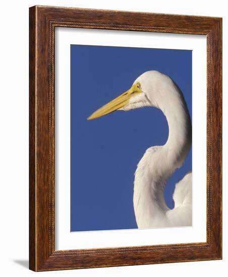 Great Egret, Ft. Myers Beach, Florida-Peter Hawkins-Framed Photographic Print