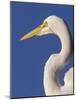 Great Egret, Ft. Myers Beach, Florida-Peter Hawkins-Mounted Photographic Print