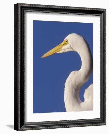 Great Egret, Ft. Myers Beach, Florida-Peter Hawkins-Framed Photographic Print