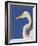 Great Egret, Ft. Myers Beach, Florida-Peter Hawkins-Framed Photographic Print