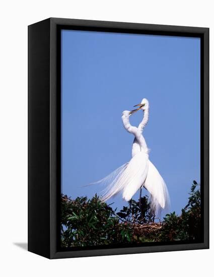 Great Egret in a Courtship Display, Florida, USA-Charles Sleicher-Framed Premier Image Canvas