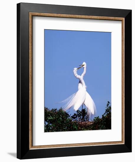 Great Egret in a Courtship Display, Florida, USA-Charles Sleicher-Framed Photographic Print