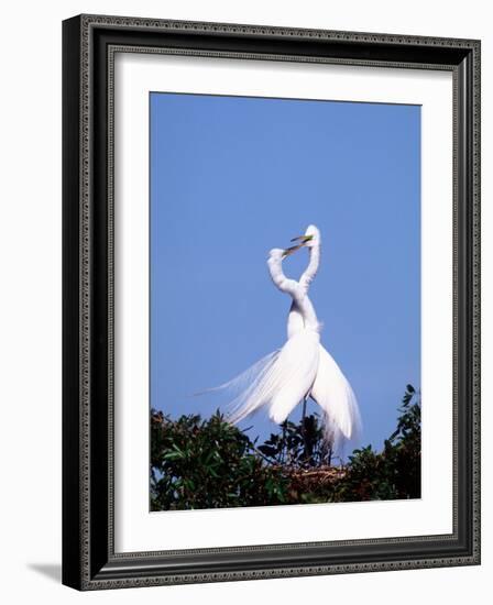 Great Egret in a Courtship Display, Florida, USA-Charles Sleicher-Framed Photographic Print