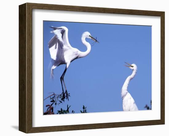 Great Egret in a Courtship Display, Florida, USA-Charles Sleicher-Framed Photographic Print