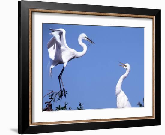 Great Egret in a Courtship Display, Florida, USA-Charles Sleicher-Framed Photographic Print