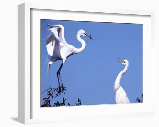 Great Egret in a Courtship Display, Florida, USA-Charles Sleicher-Framed Photographic Print