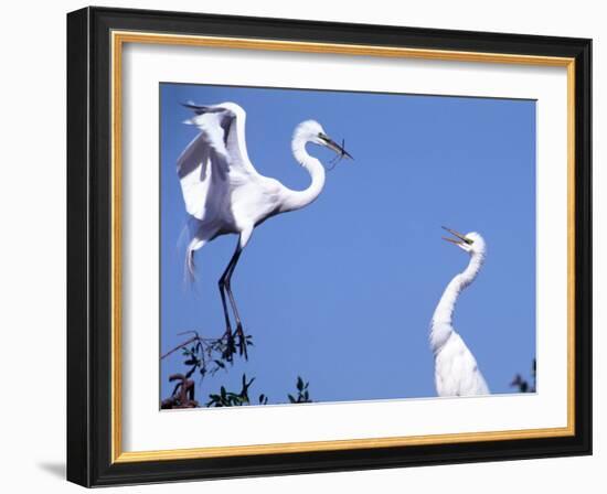 Great Egret in a Courtship Display, Florida, USA-Charles Sleicher-Framed Photographic Print