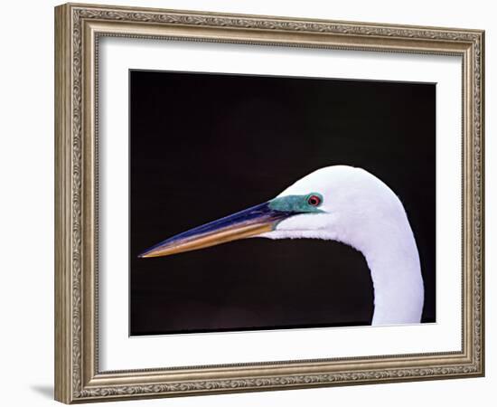 Great Egret in Breeding Plumage, Florida, USA-Charles Sleicher-Framed Photographic Print