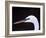 Great Egret in Breeding Plumage, Florida, USA-Charles Sleicher-Framed Photographic Print