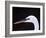 Great Egret in Breeding Plumage, Florida, USA-Charles Sleicher-Framed Photographic Print