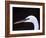 Great Egret in Breeding Plumage, Florida, USA-Charles Sleicher-Framed Photographic Print