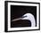 Great Egret in Breeding Plumage, Florida, USA-Charles Sleicher-Framed Photographic Print