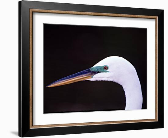 Great Egret in Breeding Plumage, Florida, USA-Charles Sleicher-Framed Photographic Print