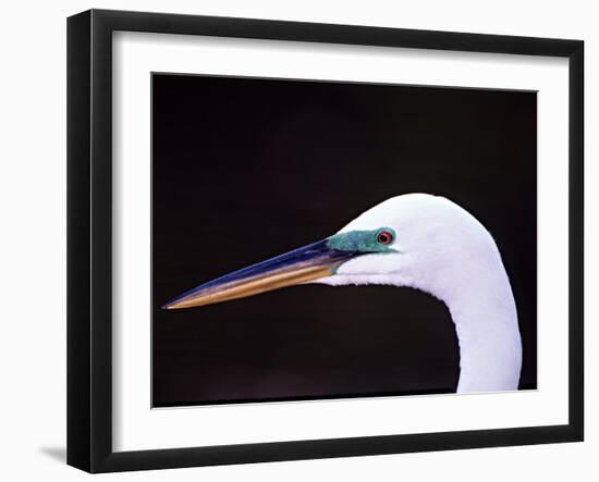 Great Egret in Breeding Plumage, Florida, USA-Charles Sleicher-Framed Photographic Print