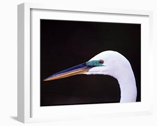 Great Egret in Breeding Plumage, Florida, USA-Charles Sleicher-Framed Photographic Print