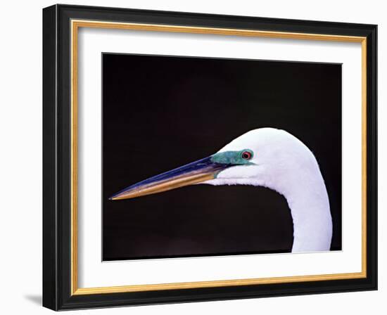 Great Egret in Breeding Plumage, Florida, USA-Charles Sleicher-Framed Photographic Print