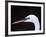 Great Egret in Breeding Plumage, Florida, USA-Charles Sleicher-Framed Photographic Print