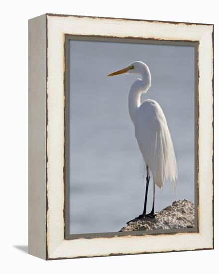 Great Egret in Breeding Plumage, Sonny Bono Salton Sea National Wildlife Refuge, California-null-Framed Premier Image Canvas